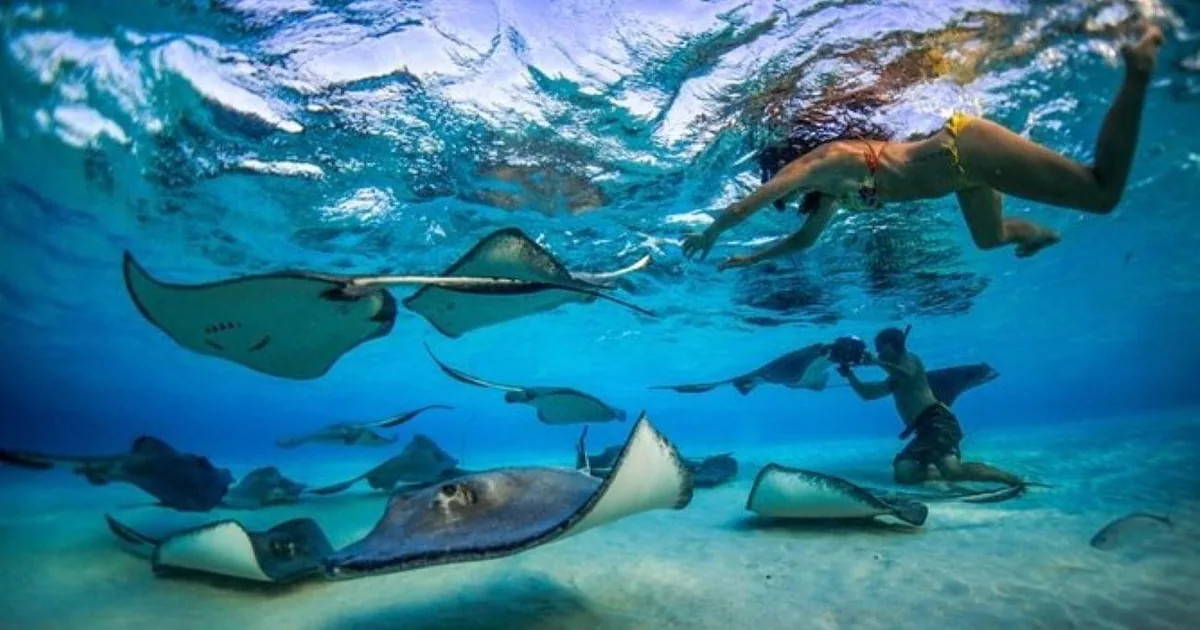 Grand Cayman : visite de Stingray City et snorkeling aux récifs des Cayman