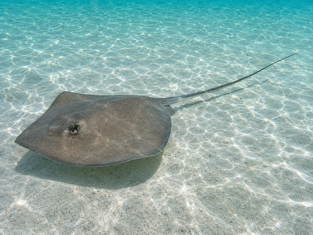 Une raie pastenague du Sud reposant sur un sable blanc ondulé dans une eau peu profonde et ensoleillée, sa longue queue traînant derrière elle et son spiracle ouvert derrière l’œil.